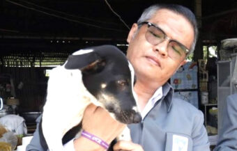 Leading animal rights activist warns that feeding alcohol to dogs is unacceptable and may be illegal