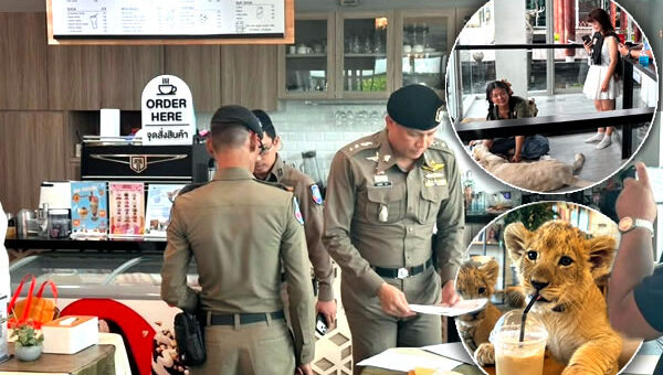 Phuket’s Lion cafes inspected this week after a scare story of a cub biting a Chinese tourist went viral