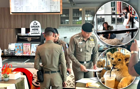 Phuket’s lion cafes inspected this week after a scare story of a cub biting a Chinese tourist went viral
