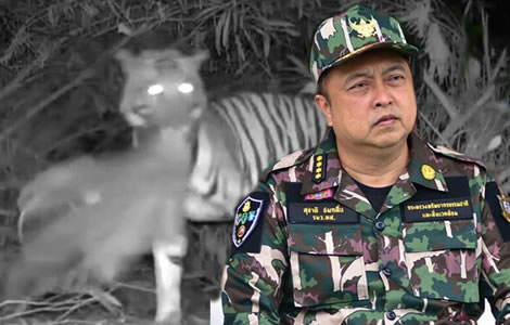 Tiger kills Wildlife officer. Officials insist it is not the act of a ‘man-eating’ tiger but a mistake