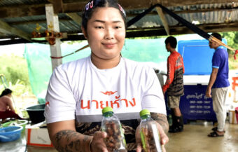 Woman in northern Thailand builds thriving concern farming and selling live cockroaches for fishing in nearby rivers