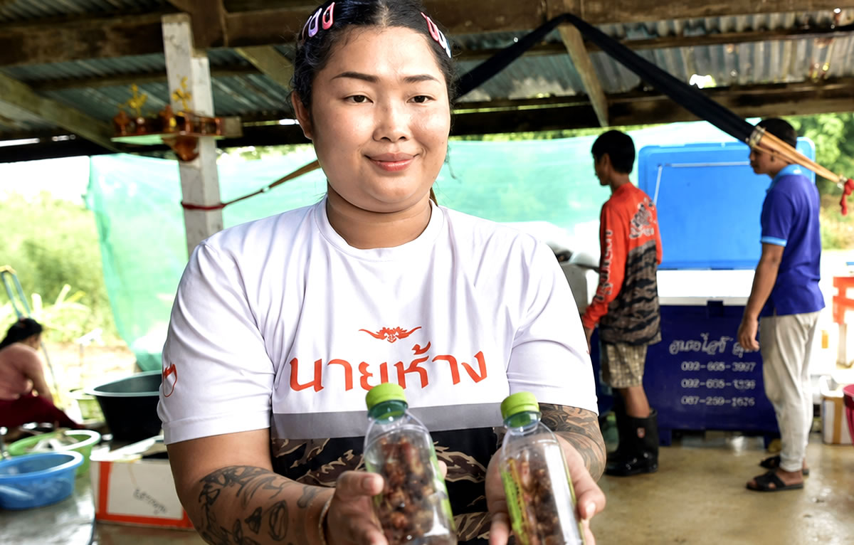 Woman in northern Thailand builds a thriving concern farming and selling live cockroaches for fishing